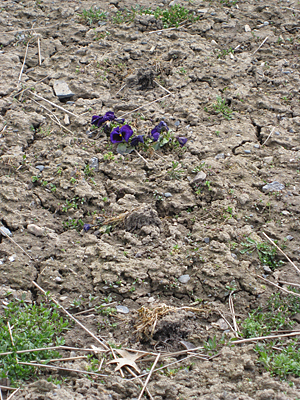 pansy unmulched